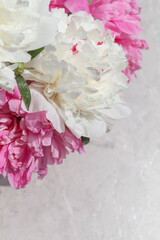 Close-up of flowers peonies. White and pink peonies close-up. Backgrounds for bloggers, beauty masters.