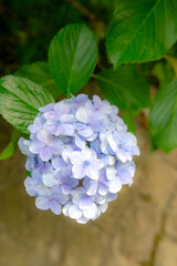 東京都北区王子に咲くたくさんの紫陽花