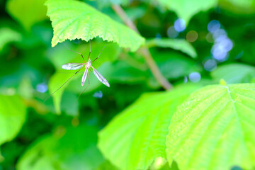 wild flowers meadow grasses, mosquito sits on the leaves of a tree, green summer field, natural,...