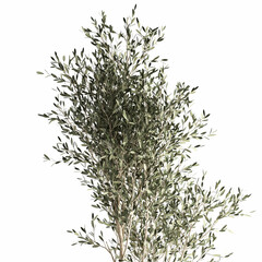 3D illustration of Olive tree in a white flowerpot isolated on white background 