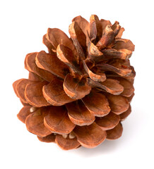 one dried pine cone isolated on white background