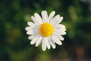 Fototapeta premium daisy