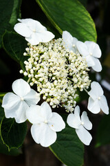 白い額咲き紫陽花（アジサイ）