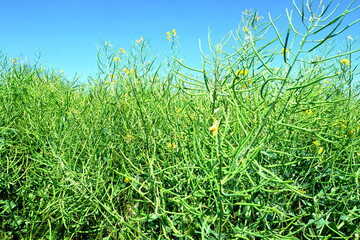 green rapeseed field, ripe seeds, summer, natural, environmental concept, vegetable oil production stage for products, machines, mechanisms, background for the designer for postcards, wallpapers