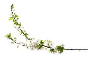 Cherry tree branch with beautiful blossoms isolated on white