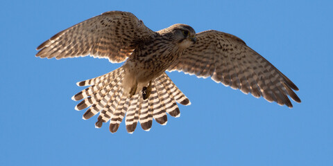 Kestrel in hover