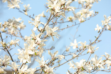 Beautiful blooming Magnolia tree on sunny day outdoors