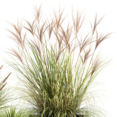 3D digital render of reeds in a flowerpot isolated on white background