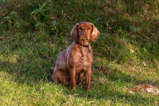 A golden Cocker Spaniel
