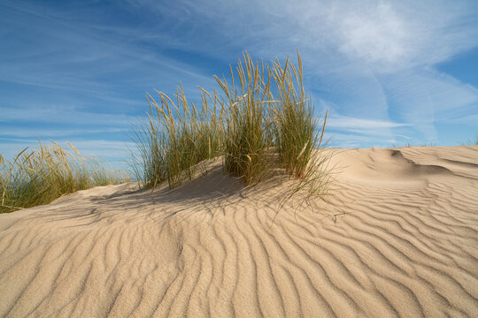 Grass on a sand dune