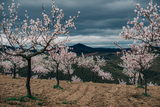 Orchard of almond trees with flowers in the mountains