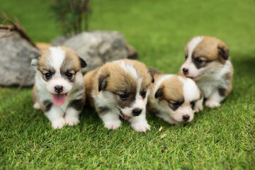 newborn puppies standing on grass