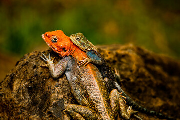 Agama male and female lizard 
