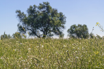 Oliviers dans un champ de blé