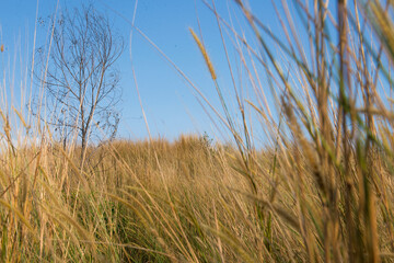 Fototapeta premium Landscape view of the savanna