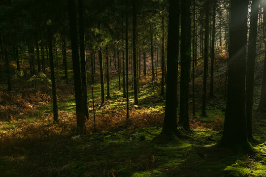 Sun illuminating green meadow in dark autumn forest
