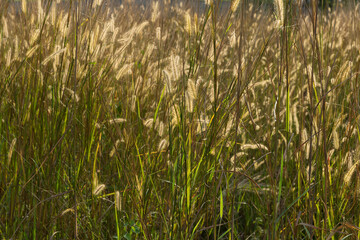 Landscape view of the savanna
