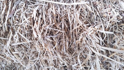 close up of a pile of straw