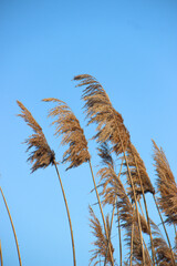 reeds against the sky