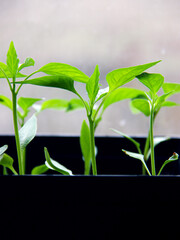 seedlings in a pot 