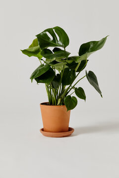 Plant in studio
