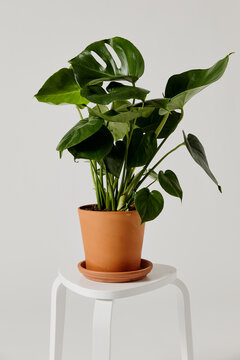 Plant in studio