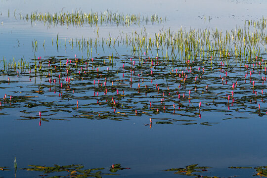 Persicaria amphibia, pike grass on the lake