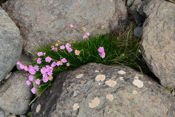 Flowers and grasss growing through stones in the wild