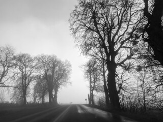 Obraz premium fog on the road