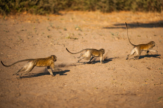 Three Running Monkeys