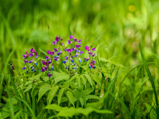 flowers in the garden