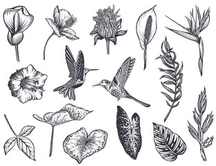 Vector collection of tropical flowers, hummingbird, jungle palm, exotic leaves.