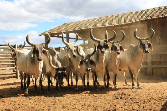 cattle