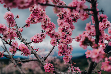 Pink flowers against a grey sky