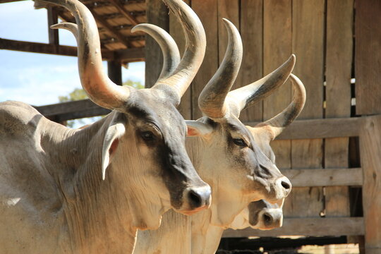 Horn cattle