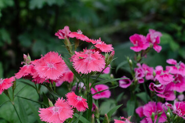 Fresh spring flowers. Flower bed. Pink roses. Raindrops on the leaves. Bouquet of flowers.