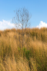 Fototapeta premium Landscape view of the savanna
