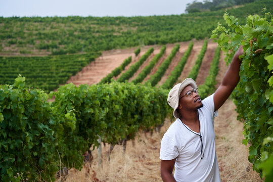 Viticulture inspecting grapes in vineyard
