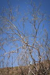 up close with cactus and desert growth. The needles of various cacti glow as the hot desert sun reaches them. Desert growth is unique and usually sharp. Look but don't touch!