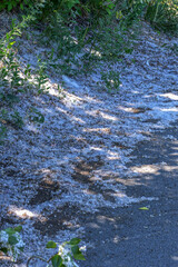 Poplar fluff lies on the side of the road