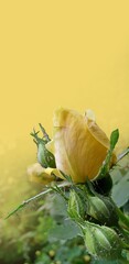 close-up view of young yellow rose and rosebuds on blurred yellow background