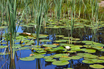 Common Bulrush (Typha latifolia) and European white water lily (Nymphaea alba) in a small pond on a sunny day in late springtime - obrazy, fototapety, plakaty