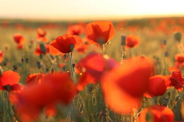 Red poppy field at sunset in spring