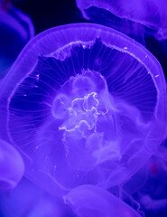 jellyfish in aquarium - 439592342