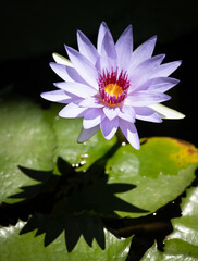 water lily in the pond - 439592386