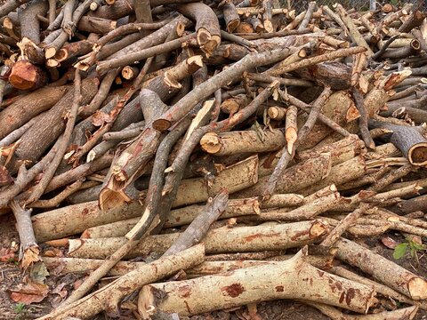 Woods cut and piled in ground