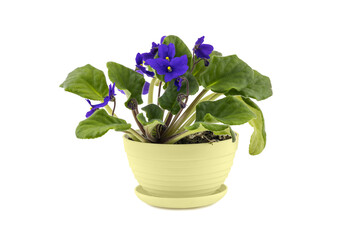 Beautiful violet flowers in a pot. Isolated on white. Full clipping.