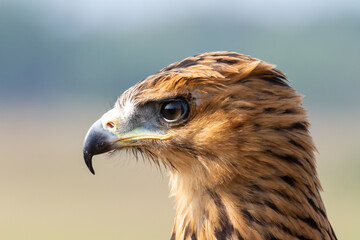 close up of a black eagle with copy space