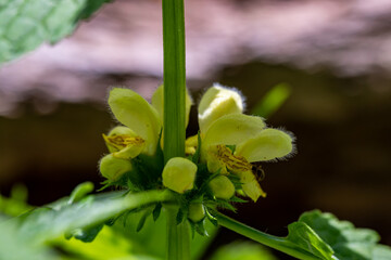 Lamium galeobdolon flower growing in forest, macro	