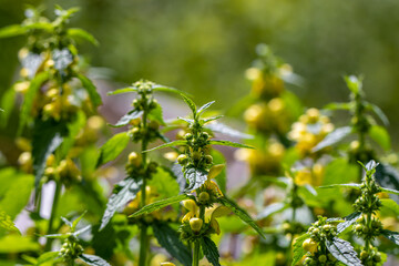 Bunch of Lamium galeobdolon flowers growing in forest, close up	
